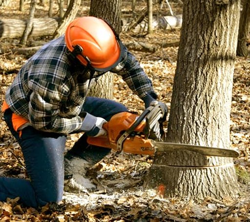 Tree Removal in Garrison, TX